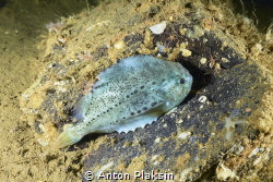 The Lumpfish or Cyclopterus lumpus. A fish which lack a s... by Anton Plaksin 